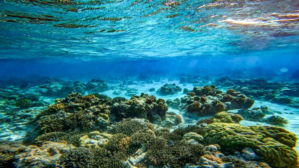 深蓝色的海水和黄色珊瑚礁的水下景观照片.